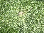 dollarspot1